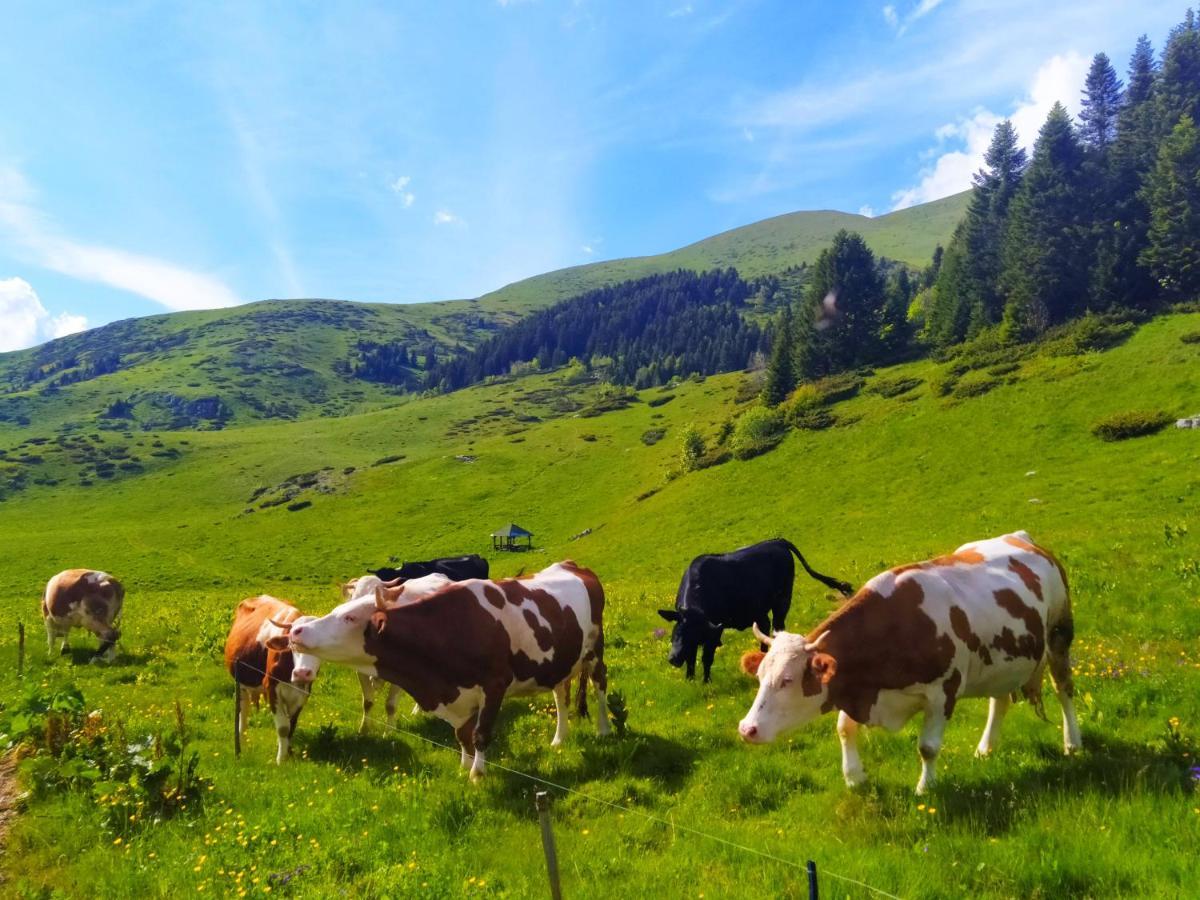 Eko Katun Damjanovic - Bjelasica Mojkovac Ngoại thất bức ảnh